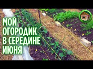 Эко огород в середине июня. Живу одна в деревне. 176 серия