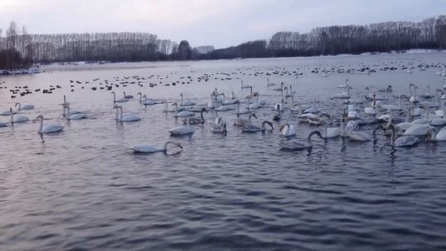 Лебеди зимой смотреть онлайн