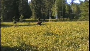 испытания лаек по медведю