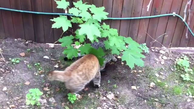 Digital Dream смотреть онлайн