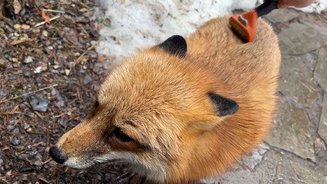 Алиса - лиса. Шуба, приводим в порядок смотреть онлайн