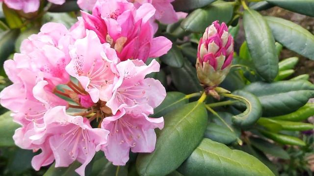 Роскошный рододендрон смотреть онлайн