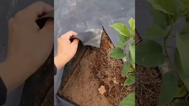 Чем застелить дорожки чтобы не росли сорняки смотреть онлайн