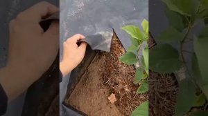 Чем застелить дорожки чтобы не росли сорняки