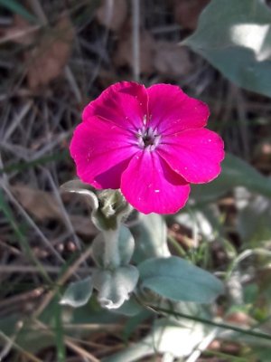 127. Горицвет кожистый - Silene coronaria