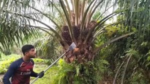 পাম বাগান Malaysia Company Job Salary | খন্তি দিয়ে potong buah, Palm Oil Pokok Proning