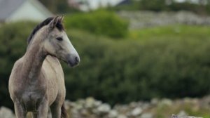 Красивая музыка флейты.  Музыка для души и грез