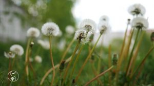 Нежная Музыка для Души и Релаксации | Пение птиц Успокаивает Нервную Систему | Смотрите перед Сном