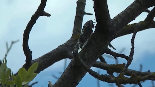 Крым. Севастополь. Фиолент. Цикады смотреть онлайн