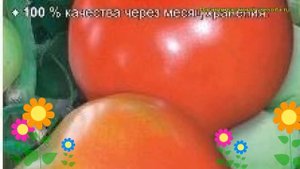 Томат обыкновенный Ева F1. Краткий обзор, описание характеристик, где купить семена