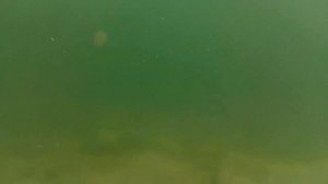 Тварь Питера Бэнчли