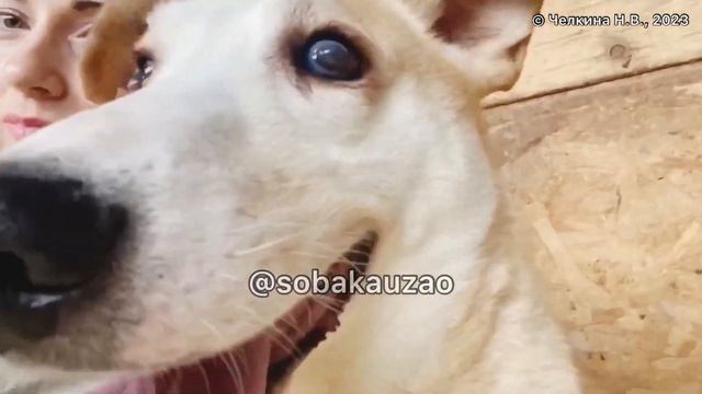 🆘СЛЕПОЙ ПЁС ПАРАМОША ПОПАЛ В ПРИЮТ! Был домашний! 🆘Помогите спасти!Заберите домой! Собака Юзао смотреть онлайн