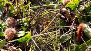 Гусеница ?.в шубке (бабочка) медведица Кайя