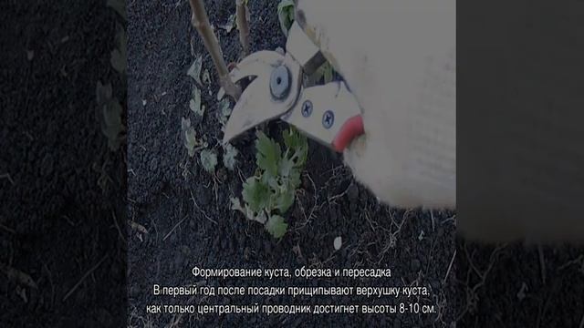 Хризантема Бакарди — посадка и уход в открытом грунте