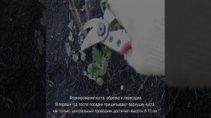Хризантема Бакарди — посадка и уход в открытом грунте
