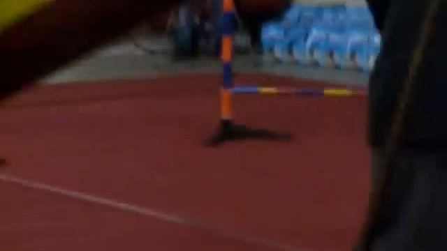 Джек рассел терьер Benjamin на чемпионате по аджилити смотреть онлайн