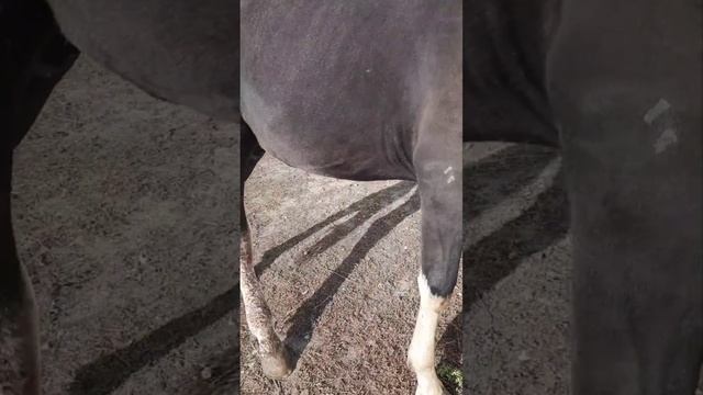 Лошадь спасенная с бойни смотреть онлайн