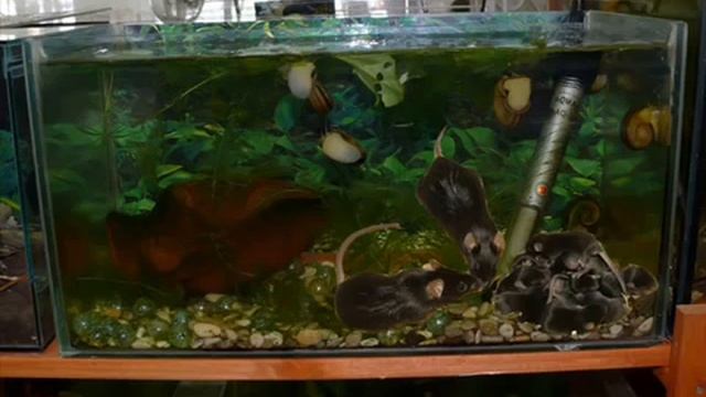 Колыбельная "спит убитая лисичка" смотреть онлайн