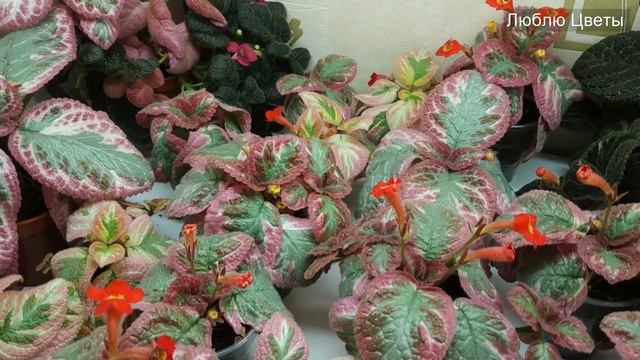 Ответы на вопросы - Про температуру и влажность смотреть онлайн