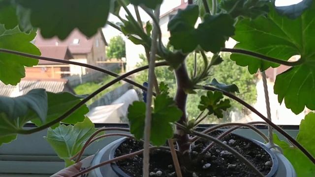 Пеларгония* Особенности ухода - **ЛЕОНА ГАЛАКТИКА** В домашних условиях. смотреть онлайн