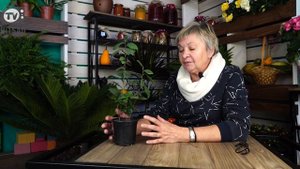 Цветы Камелия Уход |  Как вырастить комнатные цветы ? Хитсад ТВ