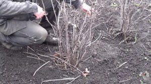 Обрезка кустов смородины. Виноград 2016.