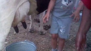 Юная доярка