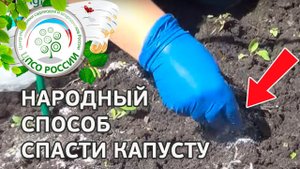 Народное средство от вредителей пекинской капусты. Выращиваем капусту пекинскую.