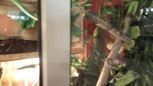 Террариум для удава