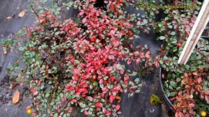 Кизильник мелколистный. Краткий обзор, описание характеристик cotoneaster microphyllus