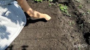 Как сажать репу? Как сеять репу в открытый грунт? Когда можно сажать репу? Посадка репы в грунт