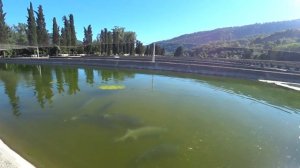 Форелевое хозяйство Сочи