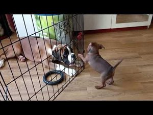 Как пинчерята в гости ходили / How puppies went to visit