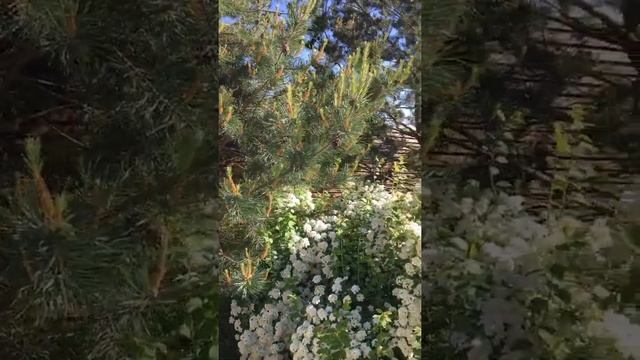 СПИРЕЯ В МАЕ 2021 г. смотреть онлайн