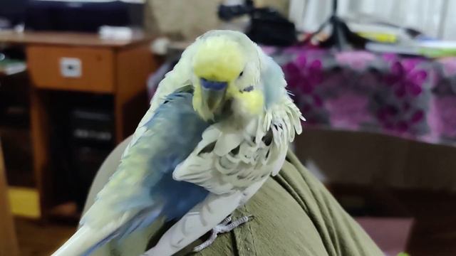 10 Most Beautiful Parrots.! 10 Самых красивых Попугаев.!