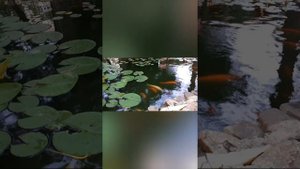 пансионат Кабардинка