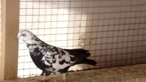 БАКИНСКИЕ БОЙНЫЕ ЧИЛИ