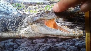 Гребнистый крокодил