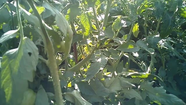 УПРАВЛЯЮСЬ ПО ХОЗЯЙСТВУ/СОБИРАЮ ПОМИДОРЫ, ОБРЕЗАЮ ЛУК, ДЕЛАЮ ЗАКРУТКИ смотреть онлайн