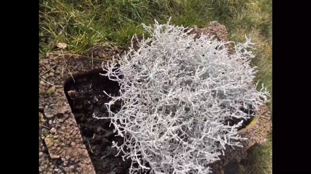 МОИ ИРИСЫ И ФЛОКСЫ!! смотреть онлайн