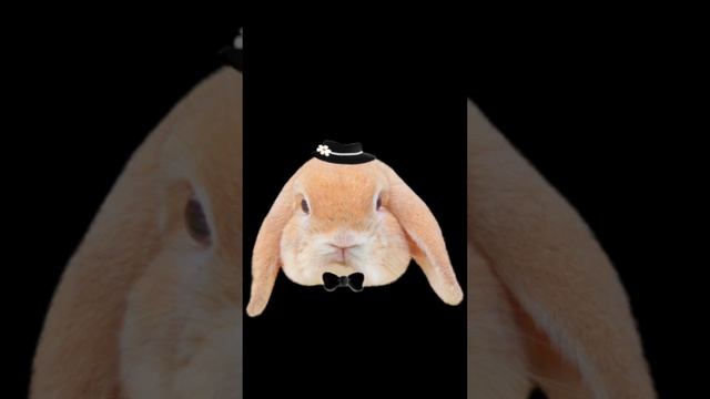 Очень важный кролик смотрит в камеру ему она нравится он очень важный смотреть онлайн