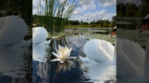 Любовь уставших лебедей!