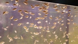 Мальки Бриллиантовой Цихлазомы в возрасте 29 дней.