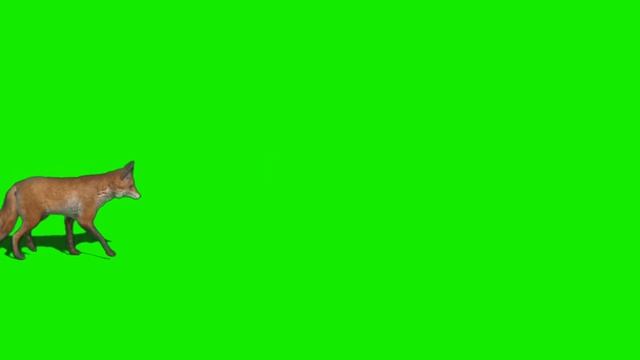 Animals Zoo escape Green Screen Video смотреть онлайн