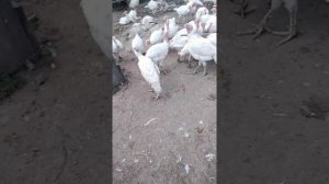 содержание индейки на улице круглосуточно. мой опыт.
