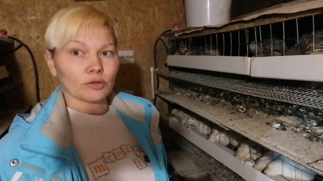 Разведение перепелов без прилития новой крови
