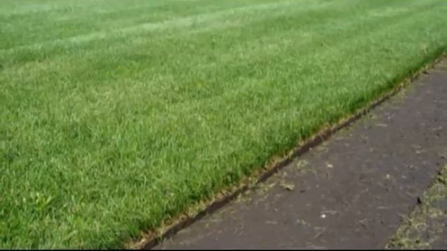 Газон рулонный и посевной от Стройпарк смотреть онлайн