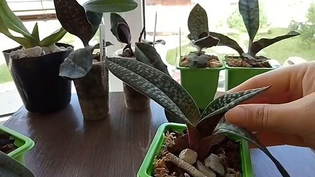 18. Моя коллекция пафиопедилумов и Paphiopedilum Leucochilum!