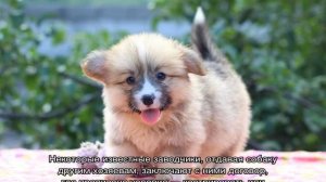 Корги флаффи длинношерстный: что это значит