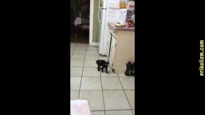 Подборка смешных и интересных видео с котиками и кошечками